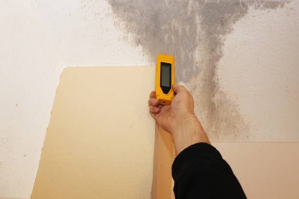 Best Industrial Mold Remediation  in Elko, NV