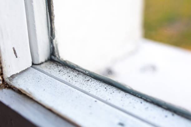 Best Mold-Related Health Consultation  in Elko, NV
