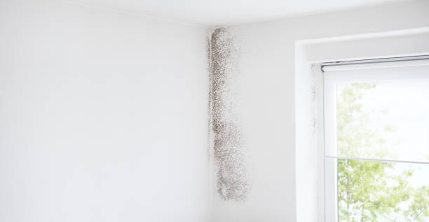 Reliable Elko, NV Mold Removal Solutions