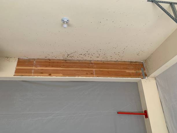 Mold Odor Removal Services in Elko, NV