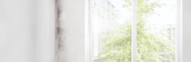 Best Mold Removal for HVAC Installations  in Elko, NV